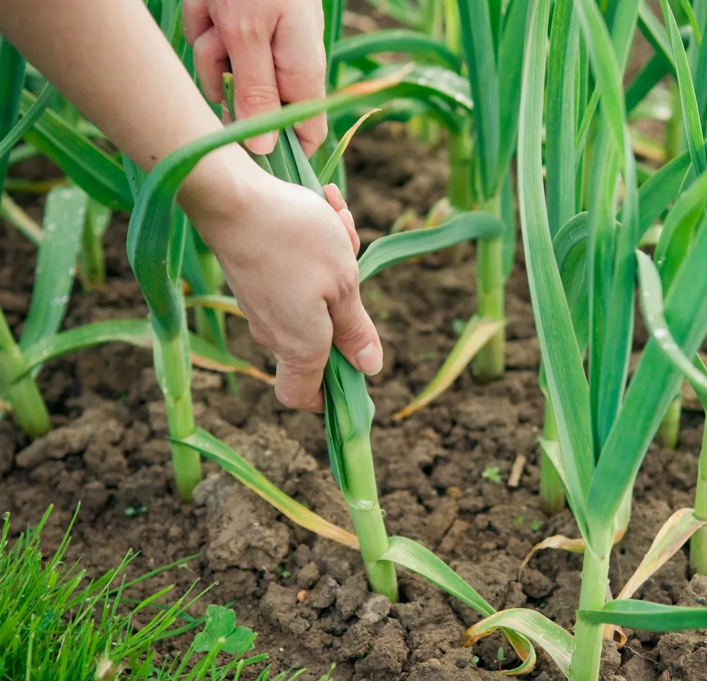 Picking garlic plant
